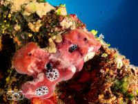 Peltodoris atromaculata